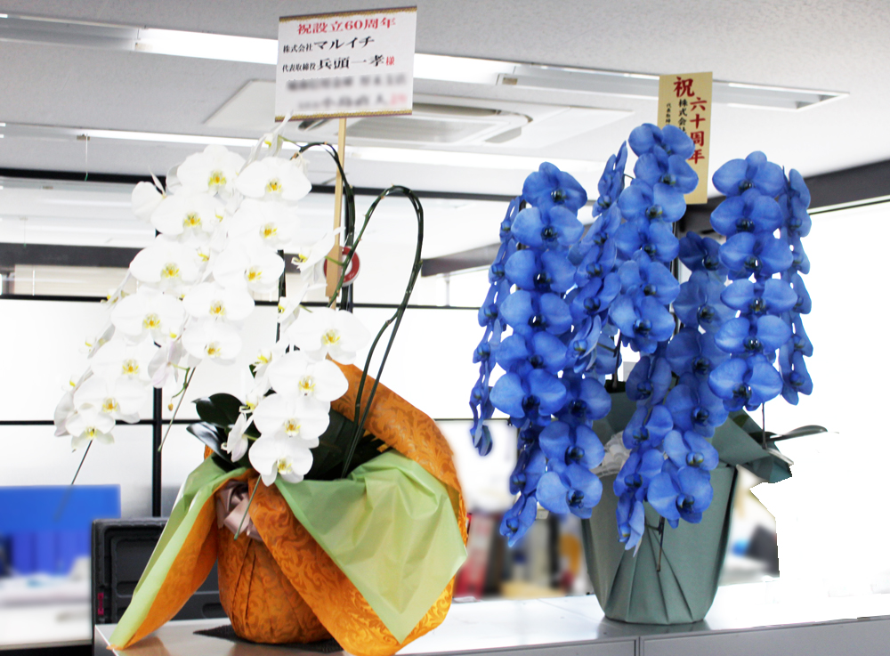 設立60周年記念で新たにマルイチブルーの胡蝶蘭を頂きました